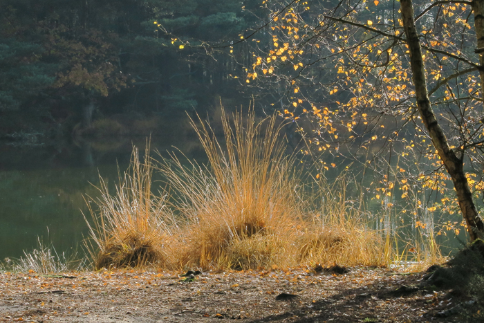Thursley_3