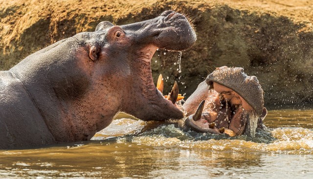 DS hippo